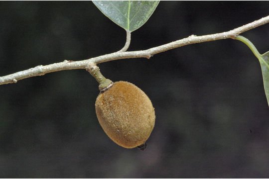 Image of Drypetes porteri (Gamble) Pax & K. Hoffm.