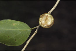 Image of Drypetes porteri (Gamble) Pax & K. Hoffm.