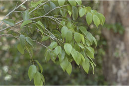 Image of Drypetes porteri (Gamble) Pax & K. Hoffm.