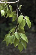 Image of Drypetes porteri (Gamble) Pax & K. Hoffm.