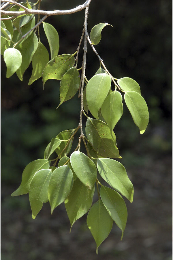 Image of Drypetes porteri (Gamble) Pax & K. Hoffm.