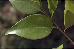 Image of Drypetes porteri (Gamble) Pax & K. Hoffm.