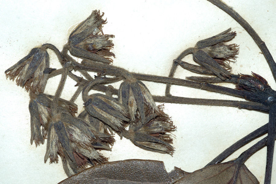 Image of Elaeocarpus blascoi Weibel