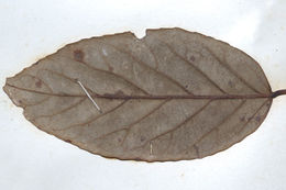 Image of Elaeocarpus blascoi Weibel