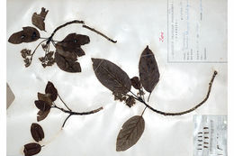 Image of Elaeocarpus blascoi Weibel