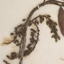Image of Elaeocarpus gaussenii Weibel