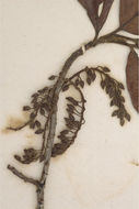 Image of Elaeocarpus gaussenii Weibel