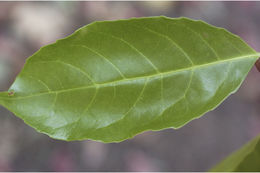 Image of Elaeocarpus serratus L.