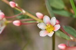 Image of False Boronia