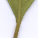 Image of Syzygium calcadense (Bedd.) Chandr.