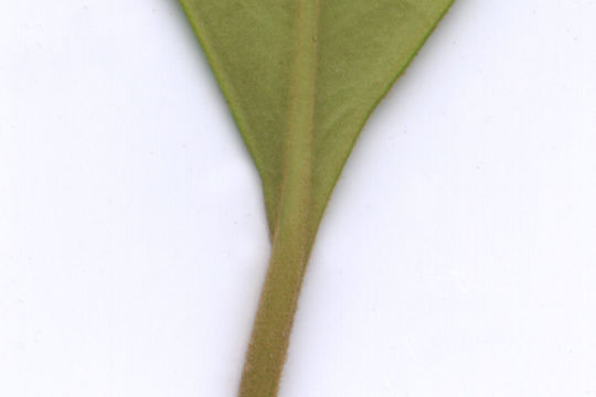 Syzygium calcadense (Bedd.) Chandr.的圖片