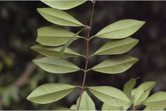 Imagem de Syzygium calcadense (Bedd.) Chandr.