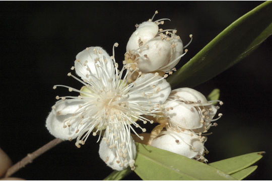 Imagem de Syzygium calcadense (Bedd.) Chandr.