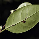 Image of Eugenia roxburghii DC.