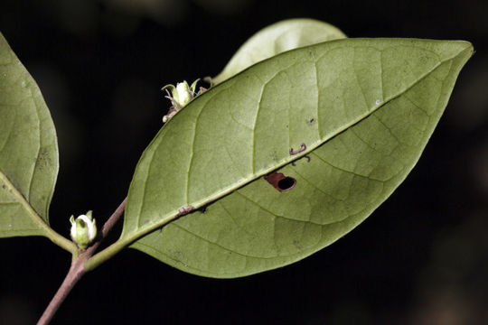 Eugenia roxburghii DC. resmi