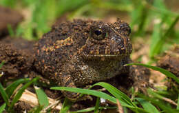 Image of American Ground Frog