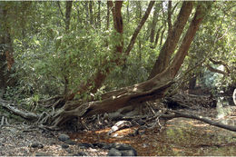 Image of Syzygium toddalioides (Wight) Walp.