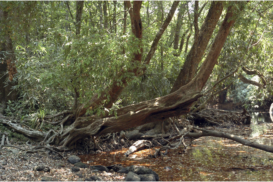 Image of Syzygium toddalioides (Wight) Walp.