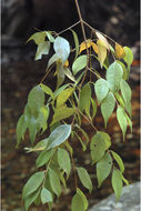 Image of Syzygium toddalioides (Wight) Walp.