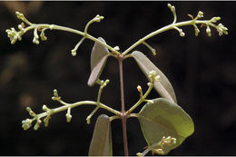 Image of Syzygium toddalioides (Wight) Walp.