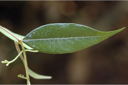 Image of Syzygium toddalioides (Wight) Walp.