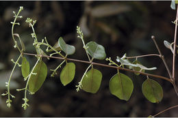 Image of Syzygium toddalioides (Wight) Walp.