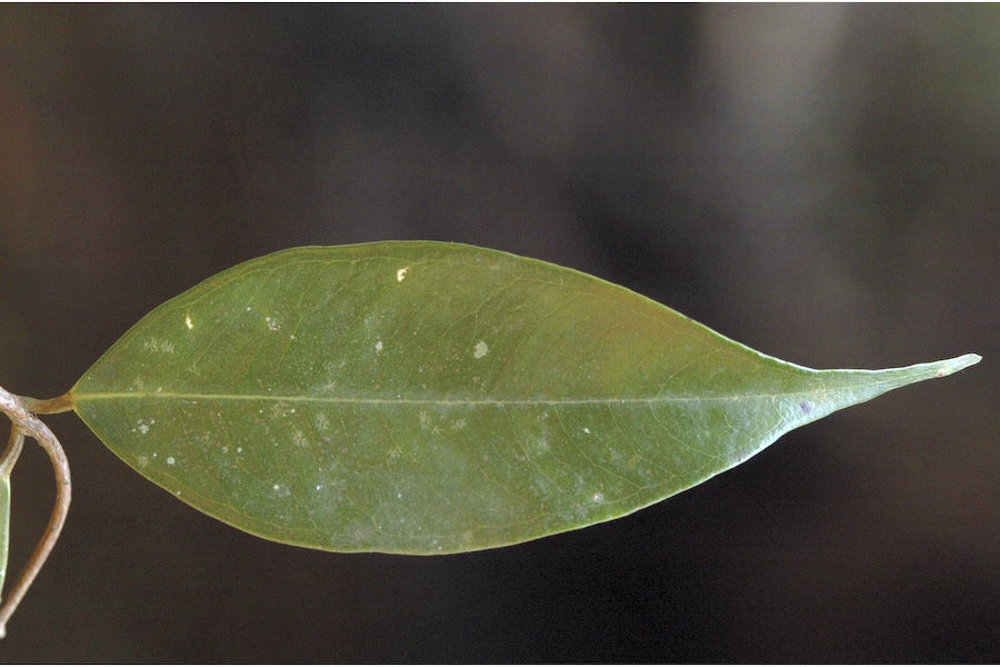 Image of Syzygium toddalioides (Wight) Walp.