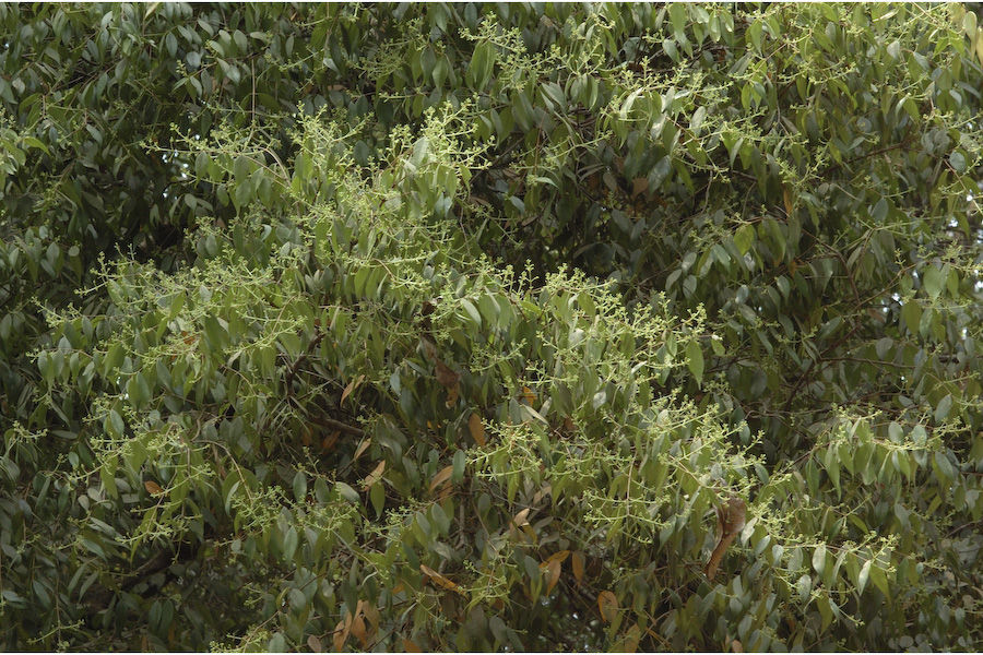 Image of Syzygium toddalioides (Wight) Walp.