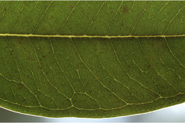 Image of Syzygium toddalioides (Wight) Walp.