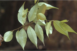 Image of Syzygium toddalioides (Wight) Walp.