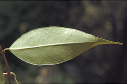 Image of Syzygium toddalioides (Wight) Walp.