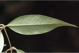 Image of Syzygium toddalioides (Wight) Walp.