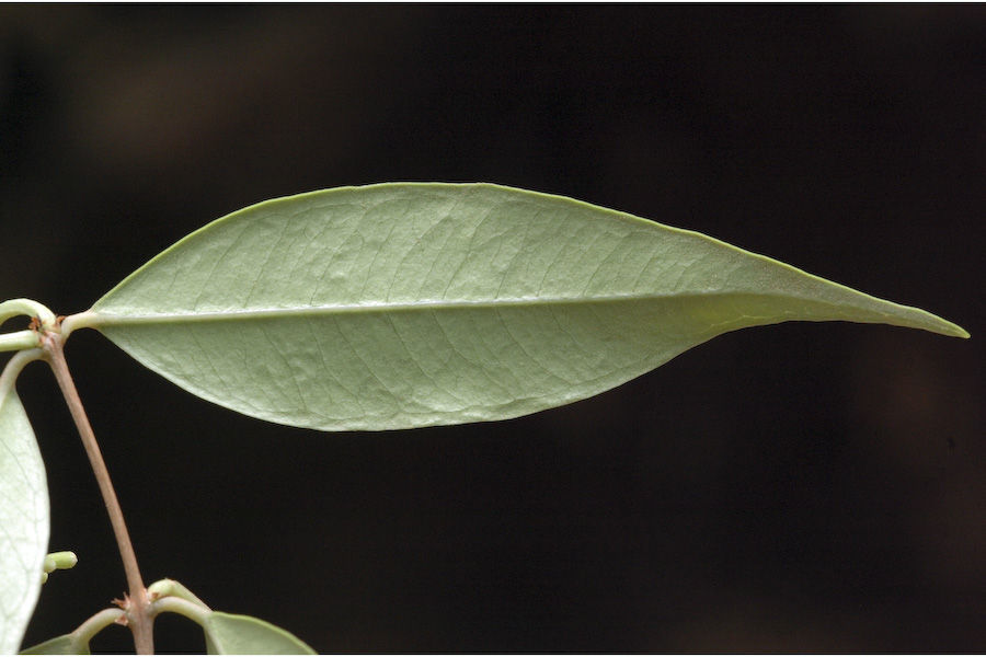 Image of Syzygium toddalioides (Wight) Walp.