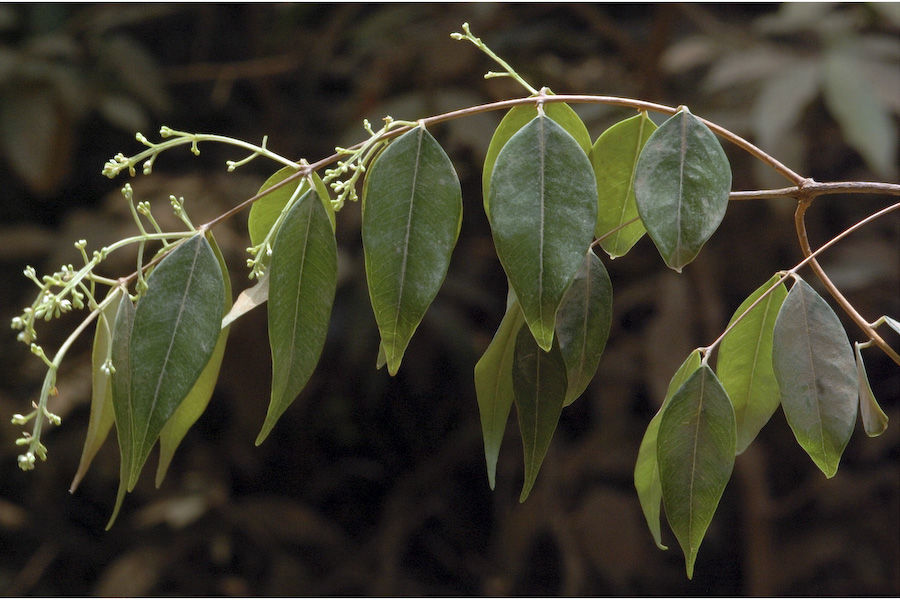 Image of Syzygium toddalioides (Wight) Walp.