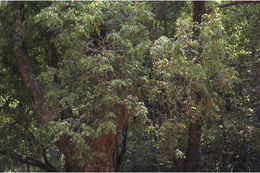 Image of Syzygium toddalioides (Wight) Walp.