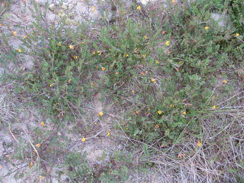 Image of yellow bird's-foot