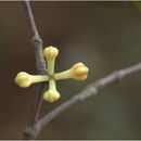 Image of Garcinia gummi-gutta (L.) N. Robson