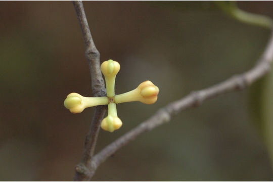 Image of Garcinia gummi-gutta (L.) N. Robson