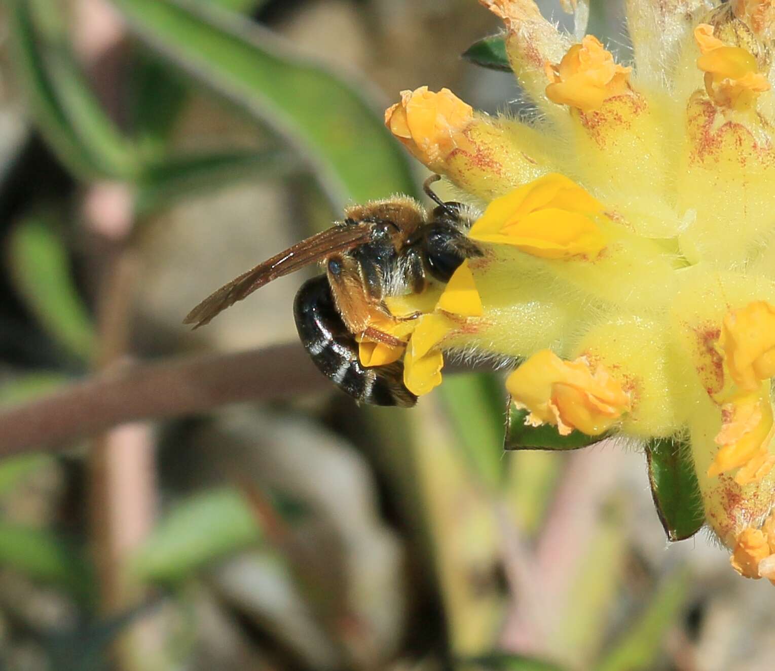 Image of Andrenine bee