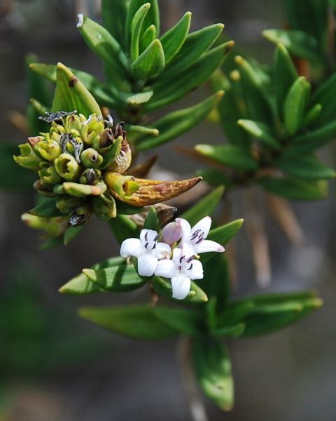 Image of Hedyotis articularis R. Br. ex Wight & Arn.