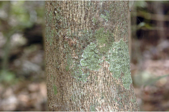 Image of Humboldtia brunonis Wall.