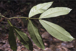 Image of Humboldtia brunonis Wall.