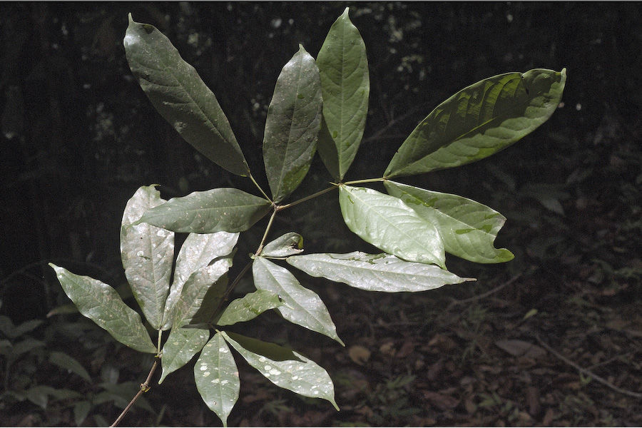 Image of Humboldtia brunonis Wall.