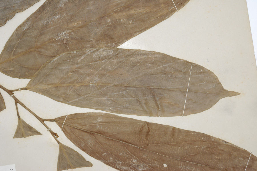 Image of <i>Hydnocarpus <i>macrocarpa</i></i> (Bedd.) Warp. ssp. macrocarpa
