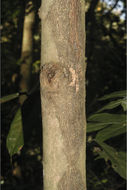 Image of <i>Hydnocarpus <i>macrocarpa</i></i> (Bedd.) Warp. ssp. macrocarpa