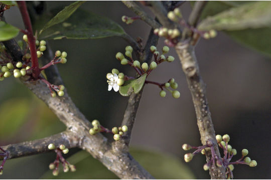 Image of Ilex wightiana Wall.