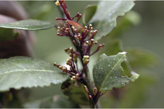 Image of Ilex wightiana Wall.