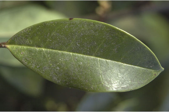 Image de Ilex wightiana Wall.