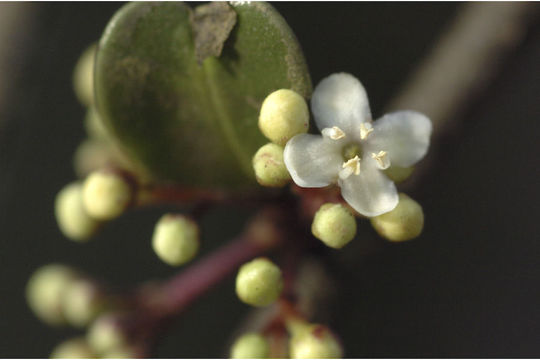 Image de Ilex wightiana Wall.