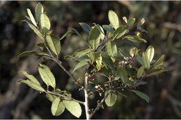 Image of Ilex wightiana Wall.